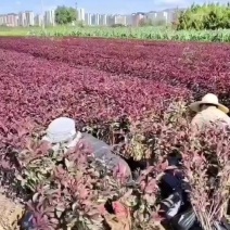 紫叶矮樱
