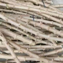 华南9号黄心木薯苗最后3000斤