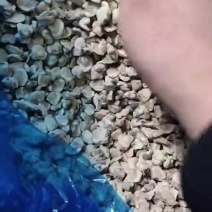 河蚬子肉