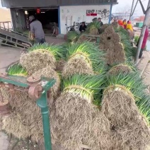 兴化香葱