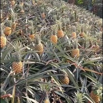 云南香水菠萝