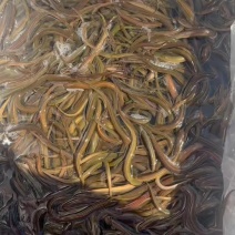 黄鳝苗