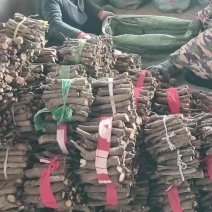 泡桐树根。育苗专用。四倍体泡桐。紫花泡桐。0.8~2公分