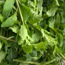 纯野生枸杞芽菜，当天采摘当天发货，可接大小单