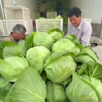 产地直发，宣甘蓝，可视频看货，可来地头采购，质量保证，