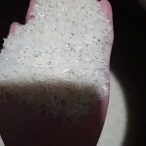 农户自产猫牙香米