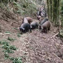生态跑山猪