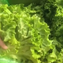 精品生菜价格不高，需要的老板联系我