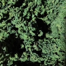 七叶绞股蓝纯叶无梗无杂质1000斤现货批发产地直发