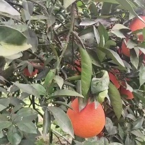 奉节脐橙