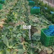 甘蓝包菜