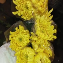 广州菊花全国发货欢迎合作