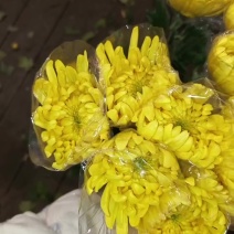 广州菊花全国发货欢迎合作
