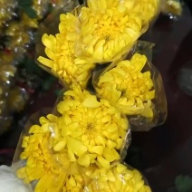 广州菊花全国发货欢迎合作