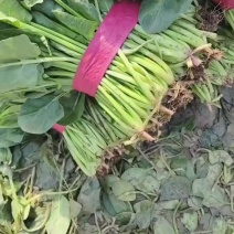 山西菠菜