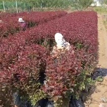 紫叶矮樱