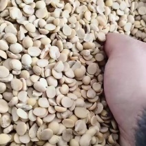 无土无沙无霉变的碎大豆
