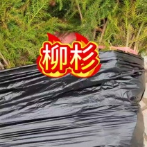 地径一公分柳杉