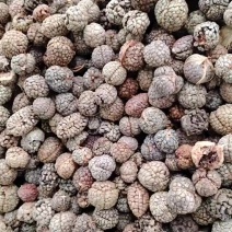 山东草豆蔻