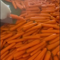 精品红萝卜