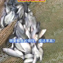 优质鲫鱼苗，抗病强，长得快，成活率高