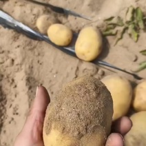 马铃薯