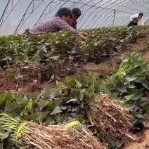 2026脱毒白哈蜜红薯苗，产地直供。。。。。。。
