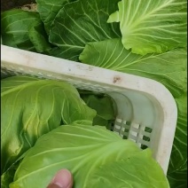 甘蓝菜宣甘蓝菜