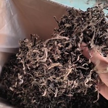 木耳丝白背毛木耳丝毛木耳丝头茬木耳丝