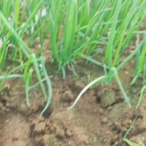 小葱