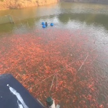 兴国红鲤水花，规格苗