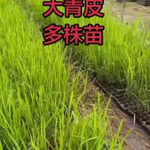 青皮甘蔗种直种苗，黑皮脱毒甘蔗尾巴