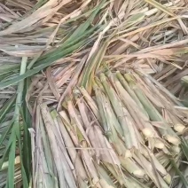 甘蔗粤翠种颈苗