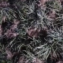 优质麦冬草