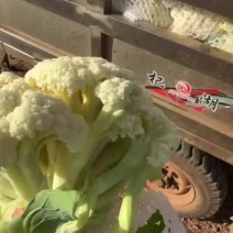精品松花