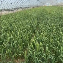河南新鲜蒜苔下来了，当天采摘当天发