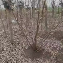 苗圃大量出售高400厘米冠幅250厘米