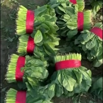 菠菜