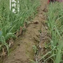 兴平红根蒜苗