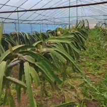 火龙果苗