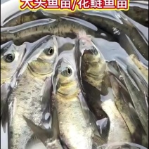 优质花鲢鱼苗/大头鱼苗，大量批发，渔场直供，11-13cm