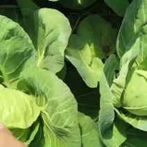 大量供应甘蓝