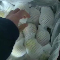 山西玉露香梨