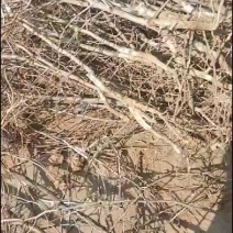 冬枣树苗1到两公分