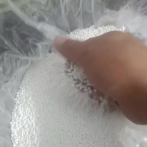 冬京丸东京丸竹薯丸冬粉薯丸东京薯丸农家手工东京丸，量大便宜