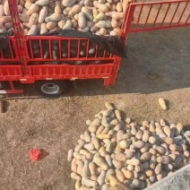 海南澄迈南瓜大量有货。