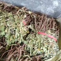 蒲公英鲜货