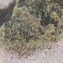 油菜籽