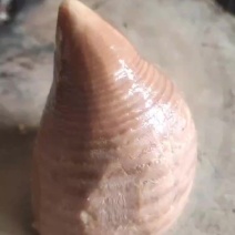 春笋