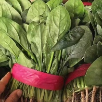 精品大叶菠菜，货源充足
